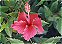 hibiscuspetit.jpg (2133 octets)