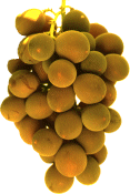 raisin.gif (12579 octets)